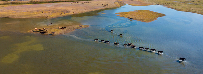 Top view of a herd of horses crossing a shallow lake. Panoramic aerial view of animals walking on water. Nature of Siberia and the Russian Far East. Magadan region, Russia.