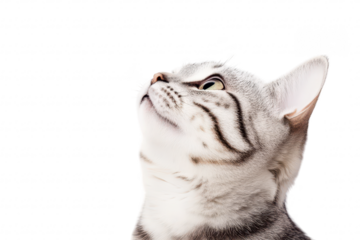 A close-up of a curious silver tabby cat gazing upwards against a clean white background. capturing its inquisitive expression and soft fur. ideal for pet-related content