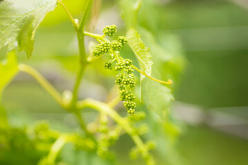 初夏に実り始めたシャインマスカット