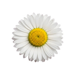 A beautiful daisy with a bright yellow center and white petals, isolated on transparent background