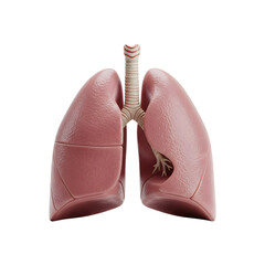 A detailed anatomical illustration of the human lungs, showcasing its intricate structure, isolated on transparent background