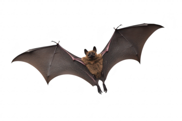 A close-up view of a bat with outstretched wings. its detailed anatomy and texture. set against a plain white background. ideal for nature and wildlife education or research