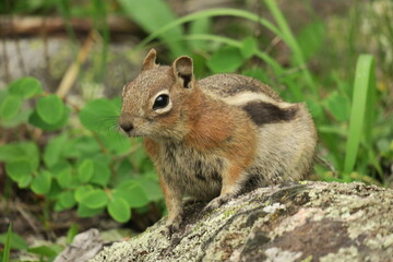 Chipmunk Closeup on Rock