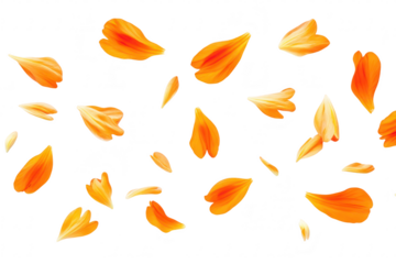 A arrangement of scattered orange flower petals on a clean white background. their delicate textures and shapes. ideal for floral design inspiration or nature-themed projects