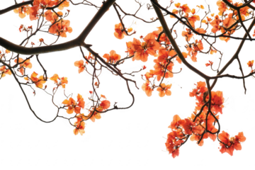 A display of orange and yellow blossoms against a bright white background. the beauty of spring. perfect for nature-themed projects and floral arrangements