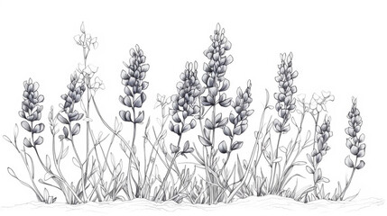 Detailed botanical illustration of lupine flowers and foliage, isolated on white background, showcasing delicate linework and intricate floral details