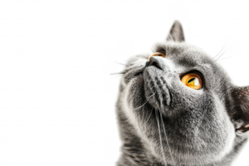 A close-up view of a curious gray cat with striking yellow eyes. gazing upward against a bright white background. conveying a sense of wonder and tranquility. ideal for pet-related content
