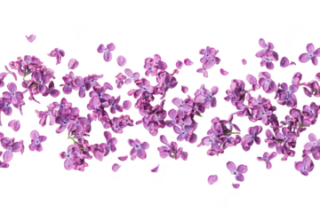 A arrangement of lilac blossoms scattered artistically on a white background. their delicate petals and rich color. perfect for floral-themed designs or nature-inspired projects