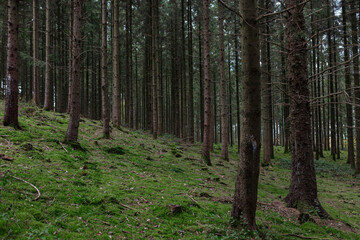 Dense conifer woodland with lush green moss blanketing sloped forest ground