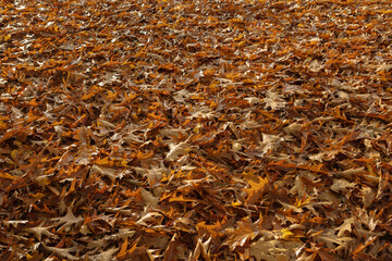 Dense layer of dried brown and orange oak leaves covering forest floor