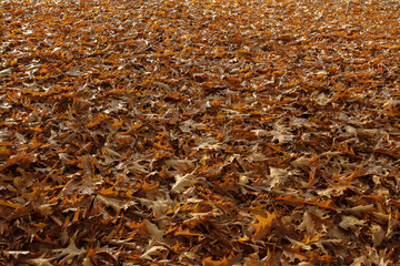 Close view of dried oak leaves layered on ground showing autumn decay