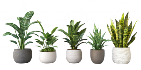 A collection of five decorative indoor plants in various pots. diverse foliage and textures. arranged on a clean white background. ideal for home decor or gardening inspiration