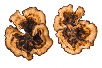 Two pieces of Umbrella Fungus. also known as Chicken of the Woods. displaying intricate patterns and colors. set against a white background. perfect for educational or culinary use