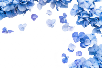 A beautiful arrangement of blue hydrangea petals scattered elegantly on a clean white background. creating a serene and calming atmosphere. perfect for floral-themed designs or backgrounds