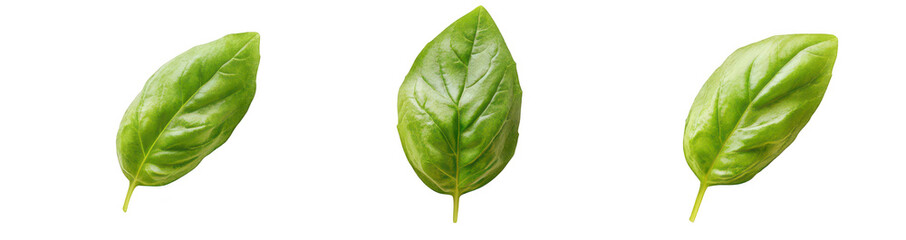 Obraz premium Three green basil leaves arranged in a line on a clean white background. their fresh texture and color. ideal for culinary or gardening themes
