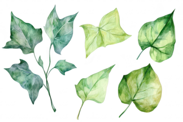 A collection of beautifully illustrated green leaves various shapes and shades. ideal for botanical designs. nature-themed projects. or educational materials about plant life