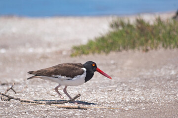 Oystercatcher on the sand , in Mar Chiquita lagoon