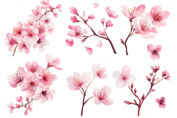 A arrangement of pink cherry blossoms various stages of bloom. set against a clean white background. perfect for spring-themed designs and floral decorations