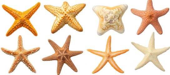 A collection of starfish in various colors and textures. their unique patterns. arranged artistically against a clean white background. ideal for educational or decorative purposes
