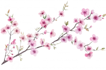 Delicate watercolor illustration of cherry blossom branches adorned with pink flowers. set against a clean white background. ideal for spring-themed designs or nature-inspired artwork