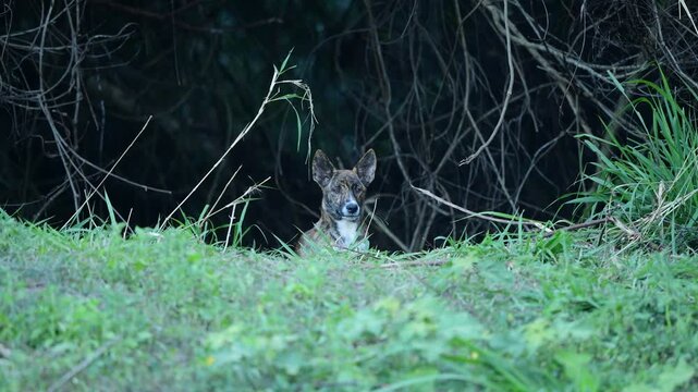 Dingo in Natural Den. Close-up of a dingo puppy. Australian Wildlife. Perfect for wildlife, nature, and conservation themes. 