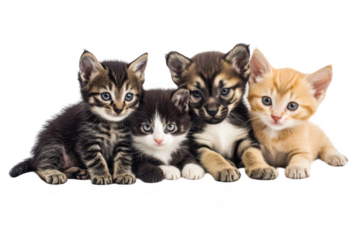 A charming group of four playful kittens. featuring a mix of tabby and orange fur. gathered closely together against a clean white background. exuding cuteness and warmth. ideal for pet-related conten