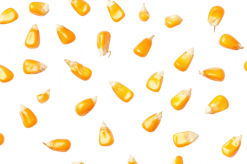 A arrangement of yellow corn kernels scattered on a clean white background. their natural shine and texture. ideal for culinary or agricultural stock imagery