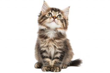 A fluffy. curious kitten with striking green eyes sits upright on a white background. exuding playfulness and charm. perfect for pet-related content and animal lovers