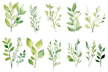 A collection of watercolor botanical illustrations various green leaves and herbs. arranged artistically to highlight their natural beauty. perfect for design projects