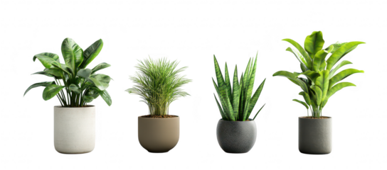 A display of various indoor plants in modern pots. lush greenery and diverse textures. set against a clean. minimalistic background. ideal for home decor inspiration