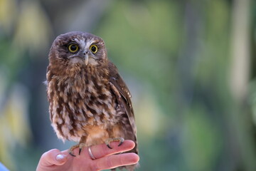 owl sit on trainer's hand