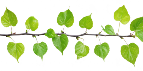 A close-up view of green leaves on a slender branch. the intricate details of nature. ideal for backgrounds. botanical themes. or environmental projects
