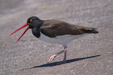 Oystercatcher crying in Mar Chiquita lagoon , Buenos Aires , Argentina
