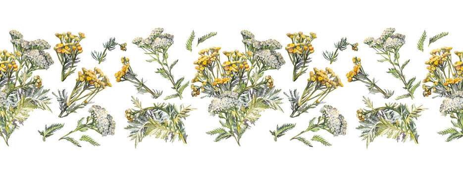 Watercolor seamless border with bouquet yarrow and tansy on white background. Flower milfoil for card wedding invite. Summer or autumn wallpaper or wrapping. Hand-drawn rim for sketchbook