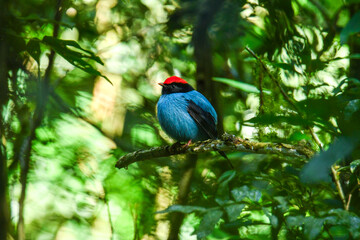 Ave azul de colores atractivos y llamativos. Tangara o bailarin azul chiroxipia caudata, ave de la selva con colores.