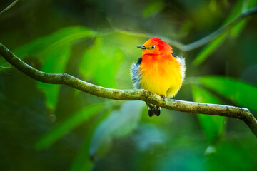 Ave tropical roja, amarilla y naranja de colores intensos de iguazu y la selva amazonica. Pipra fasciicauda pequeña en la selva con fondo difuminado. 