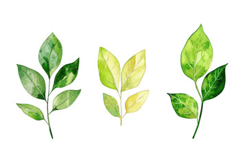 Obraz premium A collection of watercolor leaves various shades of green and yellow. symbolizing growth and natures beauty. perfect for botanical illustrations or eco-themed designs