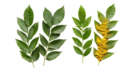 Green leaves and yellow flower sprigs isolated on transparent background