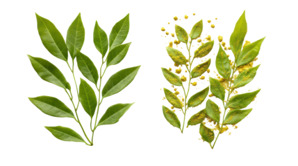 Two green leafy branches isolated on transparent background