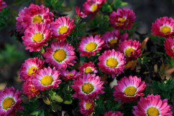 close-up of pink chrysanthemum flowers

