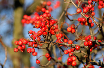 red rowan berries on branches

