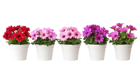 A display of five colorful flower pots. featuring red. pink. and purple blooms. arranged in a row against a clean white background. perfect for home decor or gardening inspiration