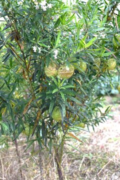 Swan plant ( Gomphocarpus physocarpus ) Flowers and fruits (follicles). Apocynaceae perennial. The flowers bloom downward and the fruits are covered with soft spines.