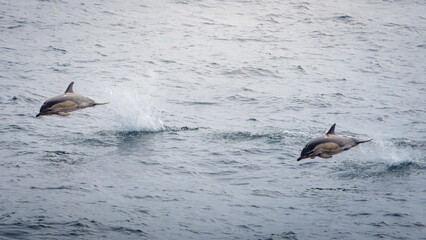 Fototapeta premium A small pod of Short Beaked Common Dolphins leaping out of the calm Irish sea, sailing back to Liverpool. 