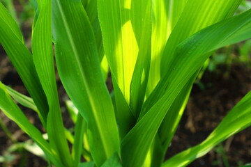 Close up view of fresh green corn leaves