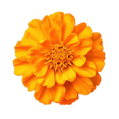 Obraz premium A vibrant orange flower isolated on transparent background, displaying its intricate petal arrangement and radiant color, capturing the essence of natural beauty and freshness