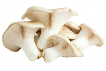 A close-up view of fresh. white oyster mushrooms stacked together. their smooth caps and gills. ideal for culinary use in recipes or food photography