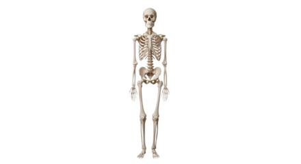 Anatomical human skeleton standing upright isolated on white background.