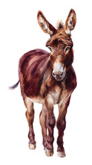 Fototapeta premium Watercolor a charming watercolor painting of a young donkey standing on a transparent background