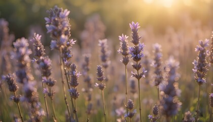Obraz premium Soft-focus close-up of lavender stems in warm light